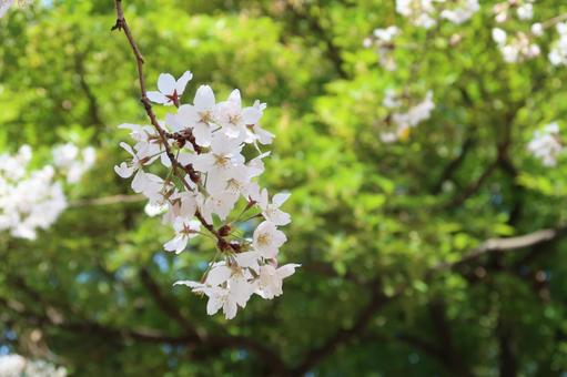 桜 サクラ 染井吉野 春の花 緑背景 桜 サクラ 染井吉野 春の花 緑背景の写真