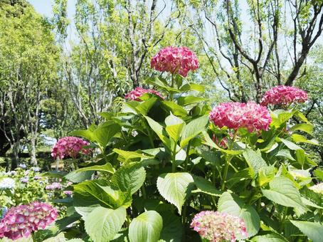 紫陽花 紫陽花の写真