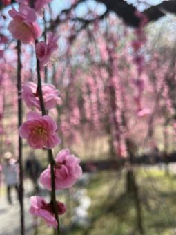 梅の花 梅の花の写真