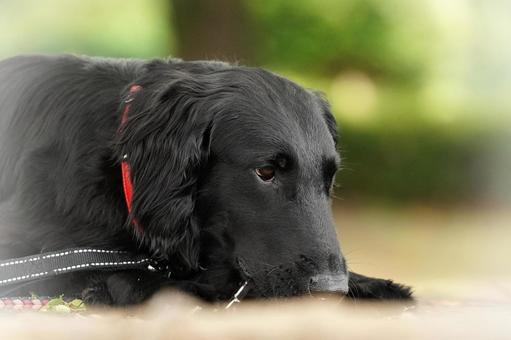 Photo, dog, flat-coated retriever, a pet, 