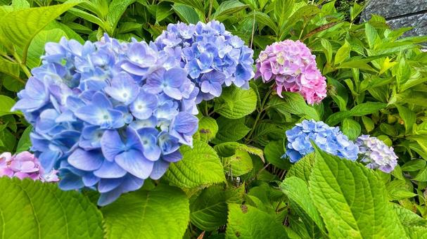高塔山公園のあじさい 高塔山公園,北九州,若松区の写真素材