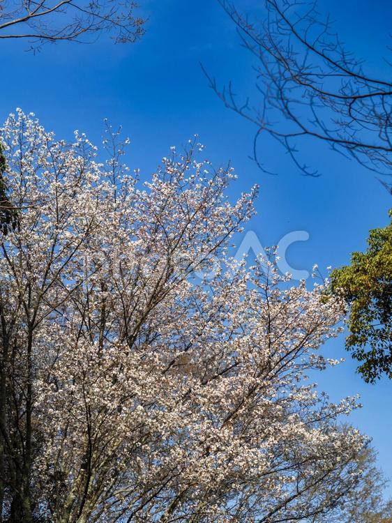 青空に映える満開の桜 ヤマザクラ,桜,春の写真素材