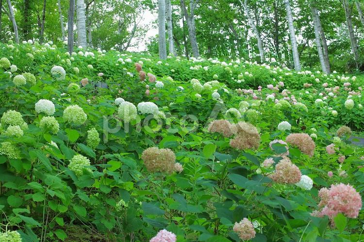 花模様ーアジサイーアナベル アナベル,花,アジサイの写真素材