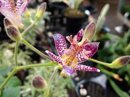 ホトトギスの写真