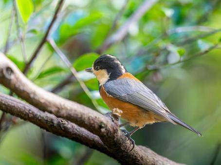 枝にとまるヤマガラ ヤマガラ,野鳥,鳥の写真素材