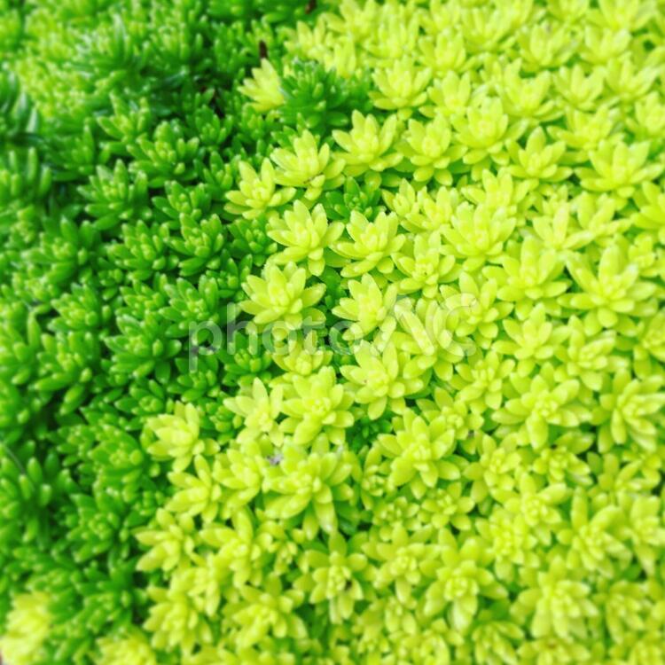 2色のセダム 多肉,植物,グリーンの写真素材