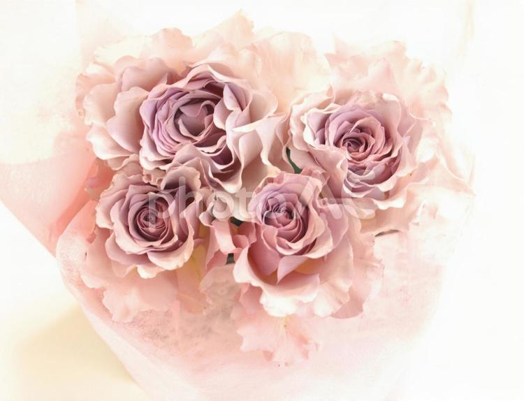 ピンクの薔薇の花束、白背景 ばら,ブーケ,花束の写真素材