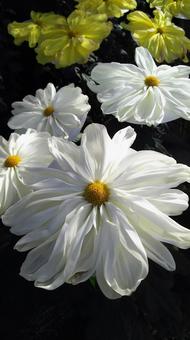 一文字菊 一文字菊,菊,白の写真素材