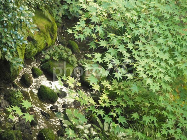 一面の青もみじと川 青もみじ,太陽,木漏れ日の写真素材