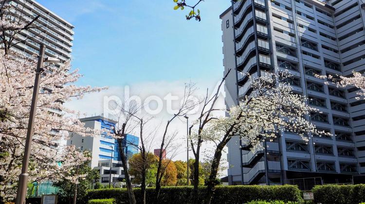春の南砂緑道公園・桜の花＆街並み・江東区 春,桜,南砂緑道公園の写真素材
