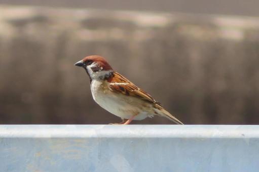 Photo, sparrow, bird, birdie, 