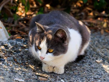 旅先で出会った可愛い野良猫です。 旅先で出会った可愛い野良猫です。の写真