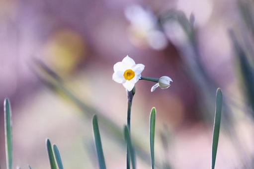 朝の光に輝く水仙 朝の光に輝く水仙 スイセン,花,水仙の写真素材