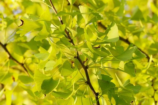 イチョウの葉 イチョウ,葉,黄葉の写真素材
