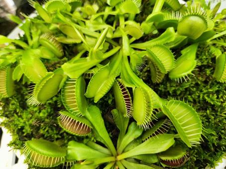 ハエトリソウの写真