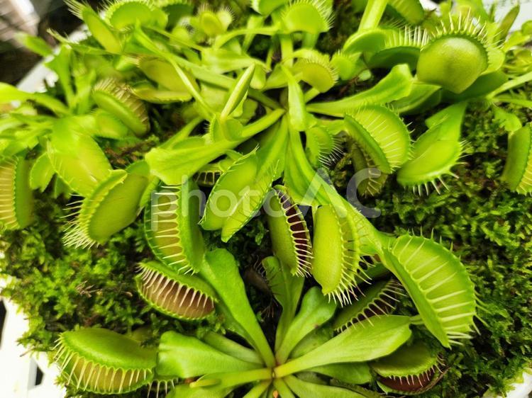 ハエトリソウ ハエトリソウ,食虫植物,植物の写真素材