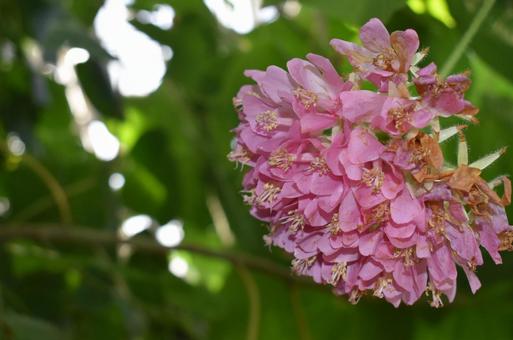 ピンクの花 ピンクの花 自然,風景,花の写真素材
