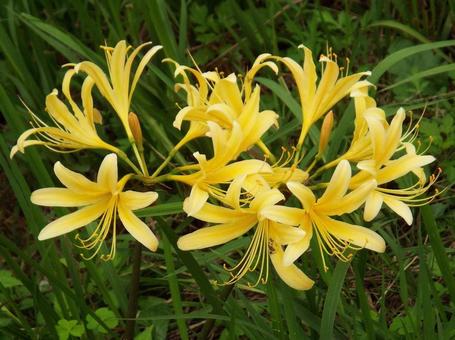 [Photo of cluster amaryllis] Scenery of cluster amaryllis blooming, JPG