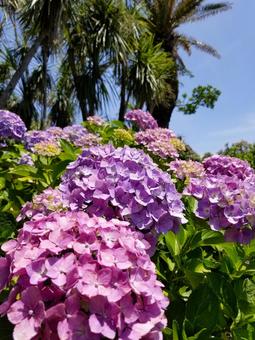 紫陽花 紫陽花の写真