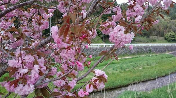 八重桜と川 八重桜,春,田舎の風景の写真素材