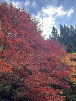 晩秋の田舎 風景,レトロ,ノスタルジーの写真素材