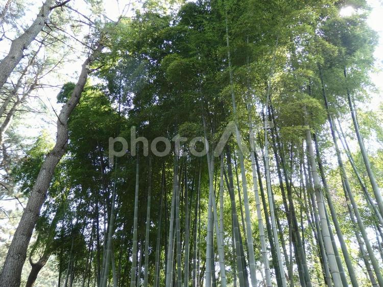 神奈川県　横浜市　三渓園　風景 景色,風景,絶景の写真素材