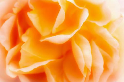 「絆」が花言葉、オレンジ色の薔薇 「絆」が花言葉、オレンジ色の薔薇の写真
