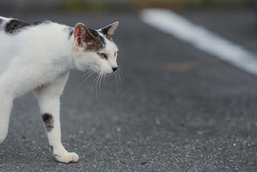 一点を見つめて歩く牛柄猫 一点を見つめて歩く牛柄猫 牛柄猫,cawcat,ハチワレ猫の写真素材