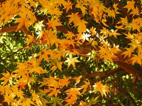 もみじ 紅葉,もみじ,モミジの写真素材