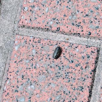 オカダンゴムシのメス オカダンゴムシのメス オカダンゴムシ,ダンゴムシ,メスの写真素材