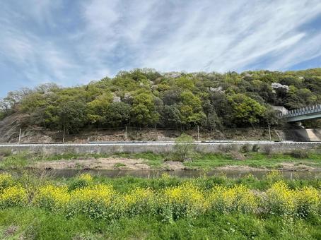 【花の写真】菜の花が咲く風景 【花の写真】菜の花が咲く風景 菜の花,なのはな,アブラナの写真素材