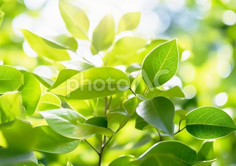 初夏の新緑葉の木洩れ日　美しい光 新緑,木洩れ日,木漏れ日の写真素材