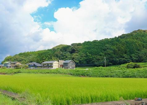 田んぼの風景2・初秋 田んぼの風景2・初秋 田んぼ,水田,稲の写真素材