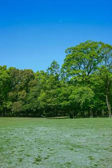 緑の公園 木,公園,森の写真素材