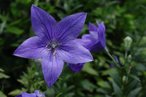 Photo, campanulaceae, flower, bellflower family, 