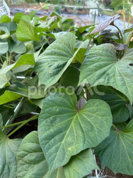 市民農園のさつまいもの栽培 さつまいも,安納芋,食べ物の写真素材
