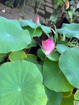 Water lily bud, JPG Water lily bud, JPG