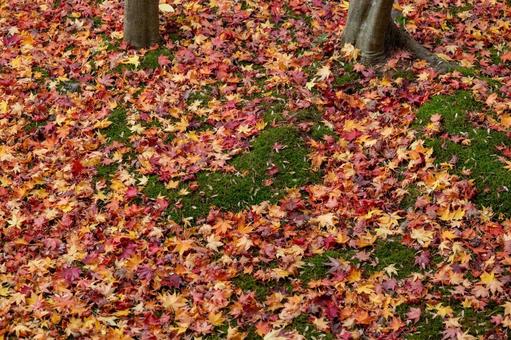木の根元のコケの上のもみじの落ち葉 木の根元のコケの上のもみじの落ち葉 木の幹,根元,コケの写真素材