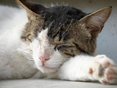 安心して気持ちよさそうに眠る猫 猫,ネコ,三毛猫の写真素材