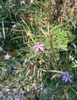 大和撫子の開花 かわいい,自然,大和撫子の写真素材