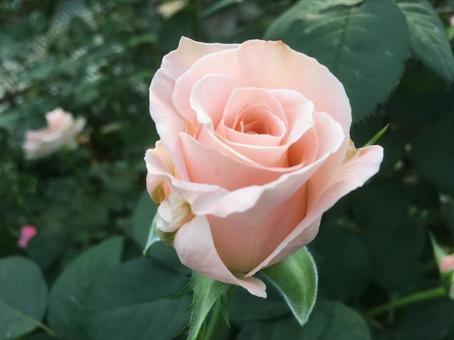 薔薇の花ピンク 薔薇の花ピンクの写真