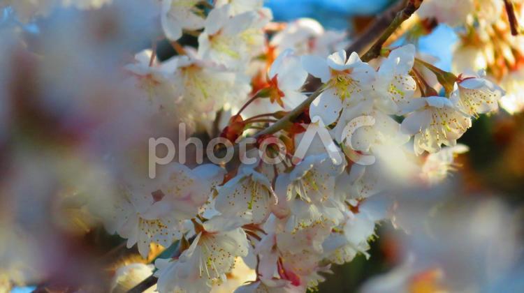 ３月上旬のさくらんぼの花 背景,さくらんぼ,花の写真素材