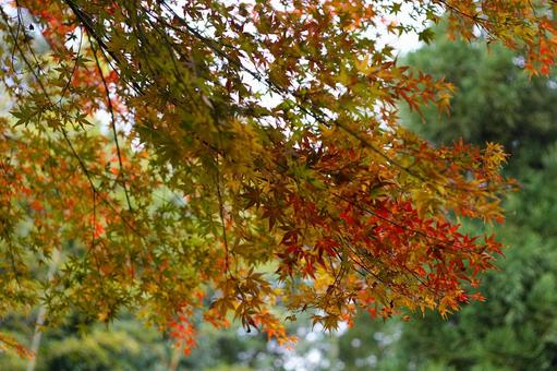 嵐山の秋の彩り 京都,紅葉,嵐山の写真素材