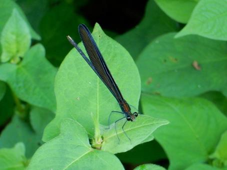 【昆虫写真】ハグロトンボ(羽黒蜻蛉) 【昆虫写真】ハグロトンボ(羽黒蜻蛉)の写真