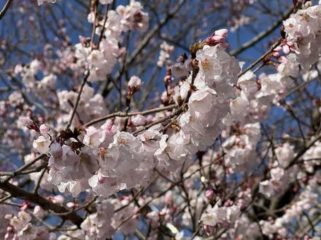 小彼岸桜 小彼岸桜 小彼岸桜,桜,彼岸桜の写真素材