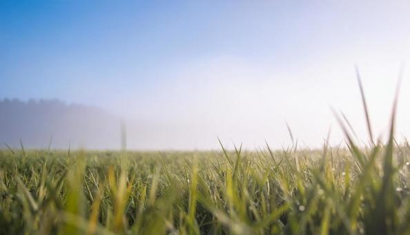 美しい草原の写真