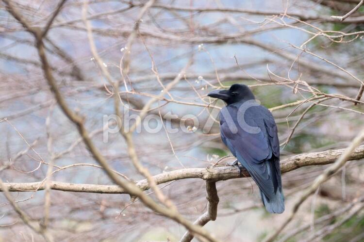 枯れ枝に烏 からす,烏,木の写真素材