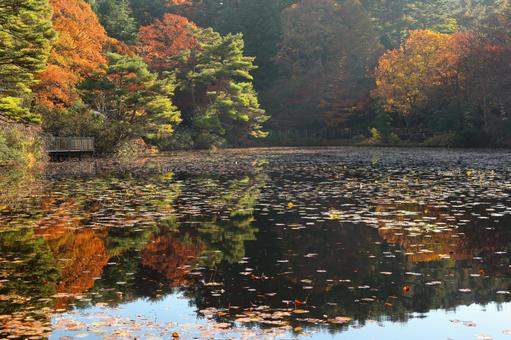 映り込んだ秋 映り込んだ秋 秋,紅葉,映り込むの写真素材