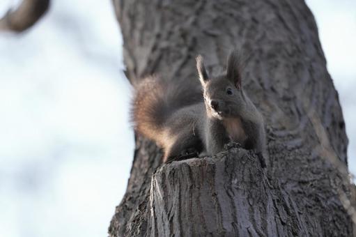エゾリスさん エゾリス,野生動物,冬毛の写真素材