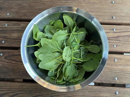 摘みたてのほうれん草 摘みたてのほうれん草 ほうれん草,葉,リーフの写真素材